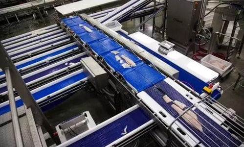 全程自動化白魚切割拔刺,未來加工廠還需要工人嗎